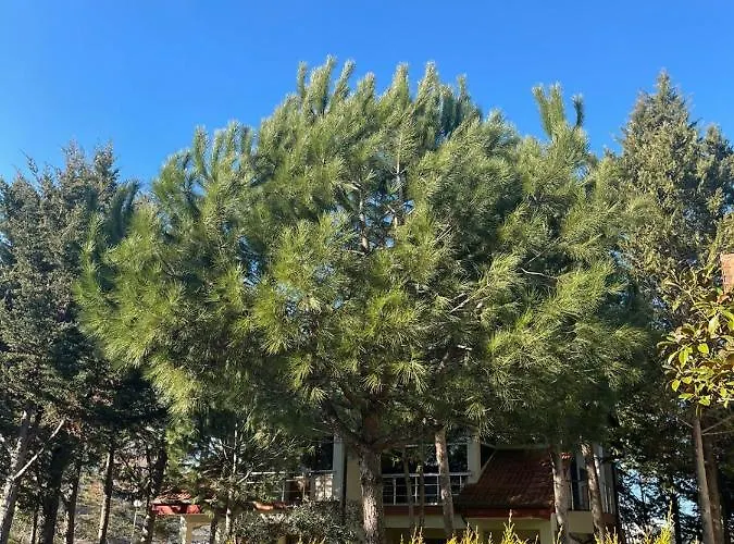 Garden Ardo Golem (Tirana)